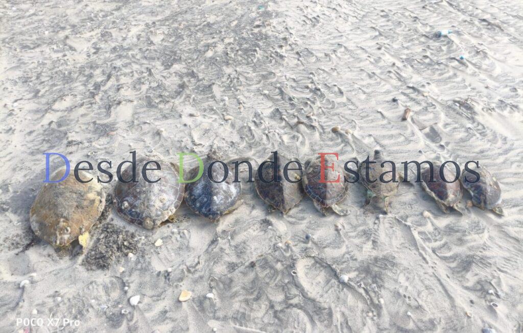 Denuncian muerte de más 500 tortugas marinas