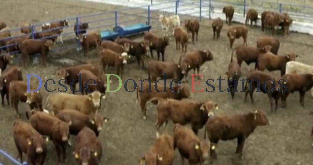 Dejar de exportar ganado a EU, afecta a los productores