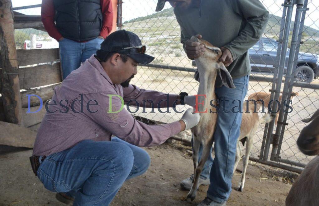 Protegen la producción caprina