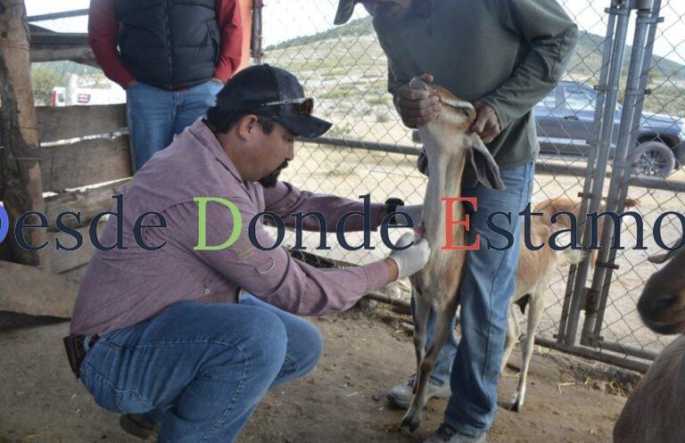 Protegen la producción caprina