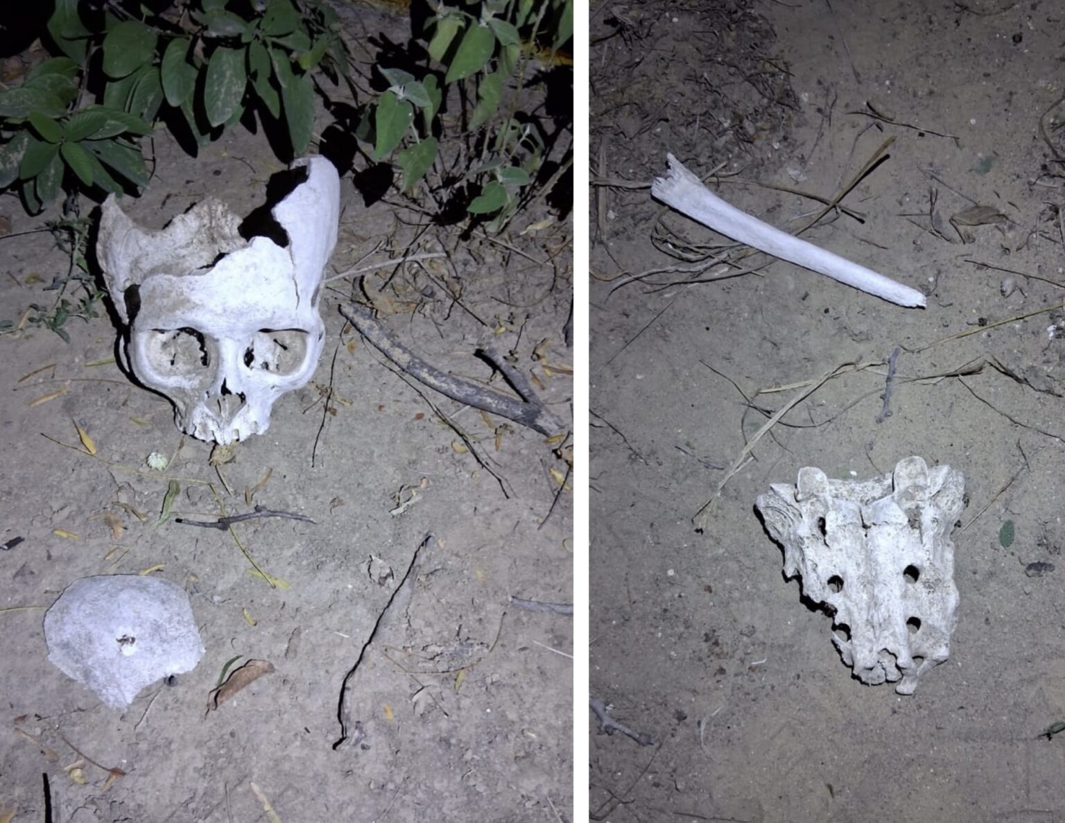 Identifican 52 sitios con restos humanos, en el norte de Tamaulipas