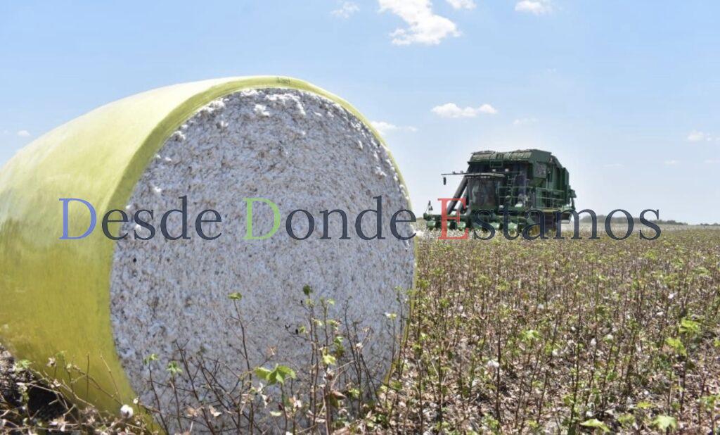 Combaten plagas para fomentar siembra de algodón