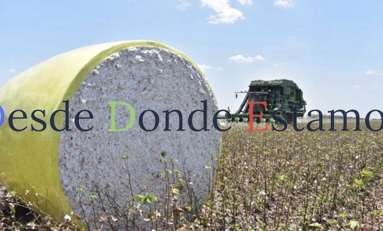 Combaten plagas para fomentar siembra de algodón