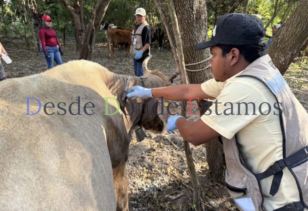 No hay casos de gusano barrenador en personas, asegura Salud