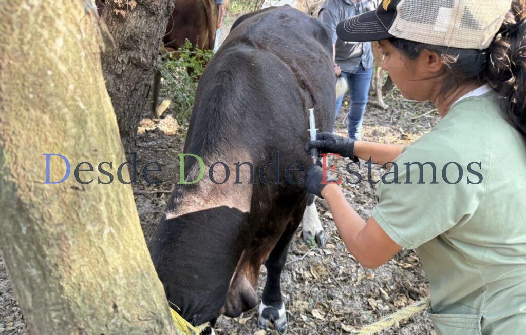 Revisan ganaderos ombligos de becerros recién nacidos