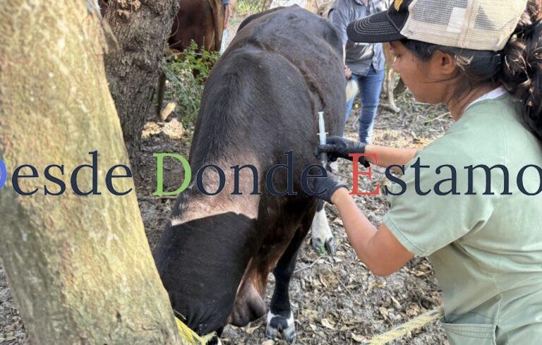 Revisan ganaderos ombligos de becerros recién nacidos