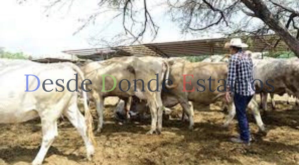 Suman tres casos de gusano barrenador