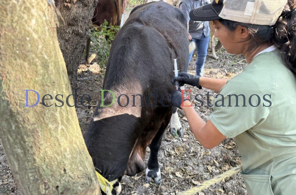 Refuerzan combate a gusano barrenador