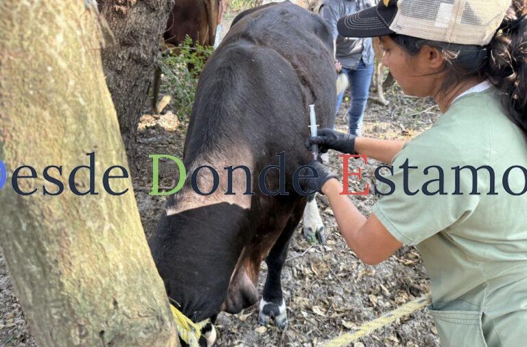 Refuerzan combate a gusano barrenador