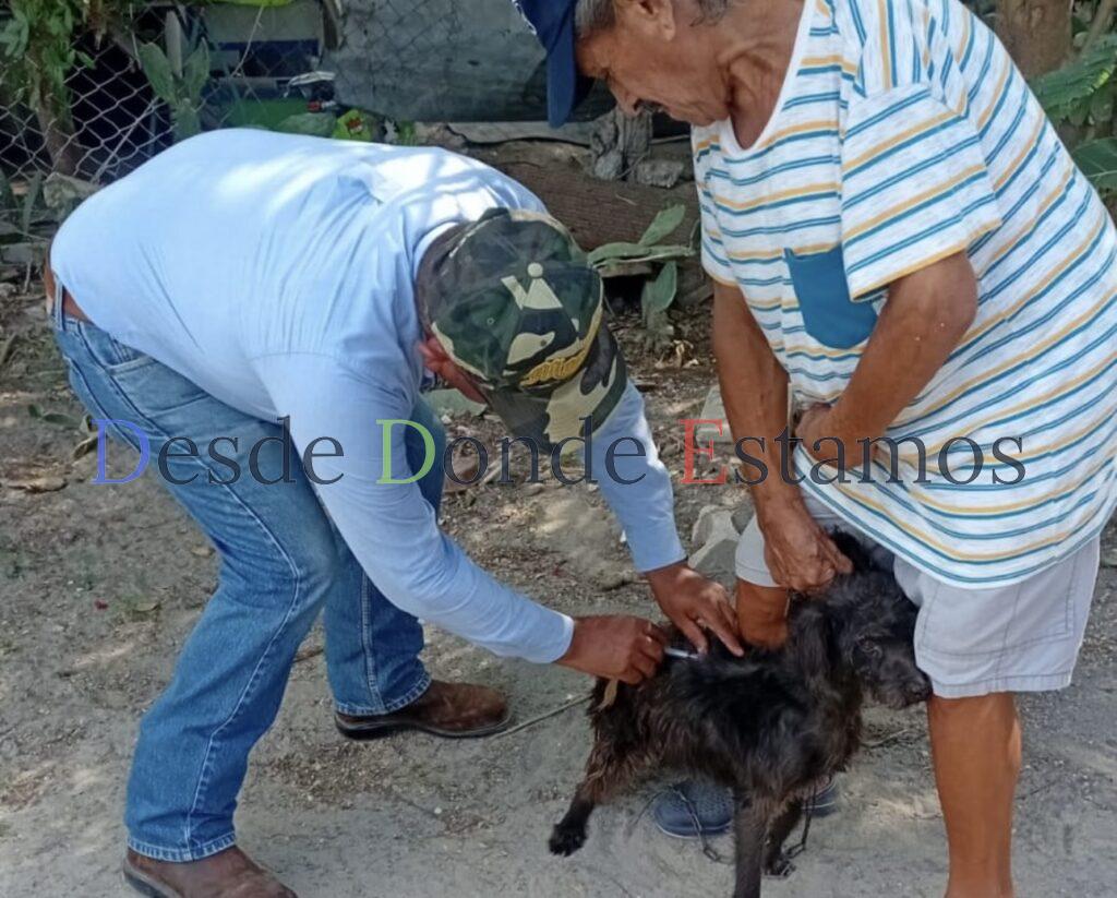 Realizarán SST e IMSS-Bienestar campaña masiva de vacunación antirrábica