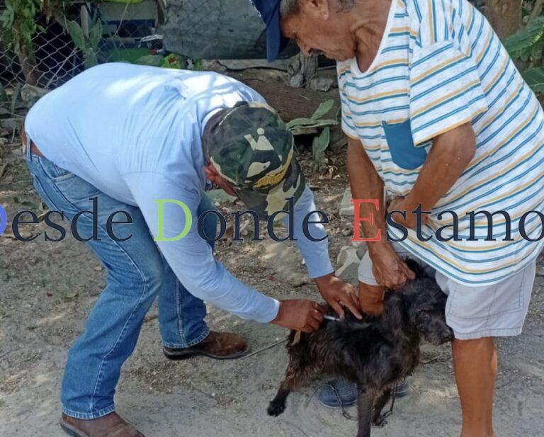 Realizarán SST e IMSS-Bienestar campaña masiva de vacunación antirrábica