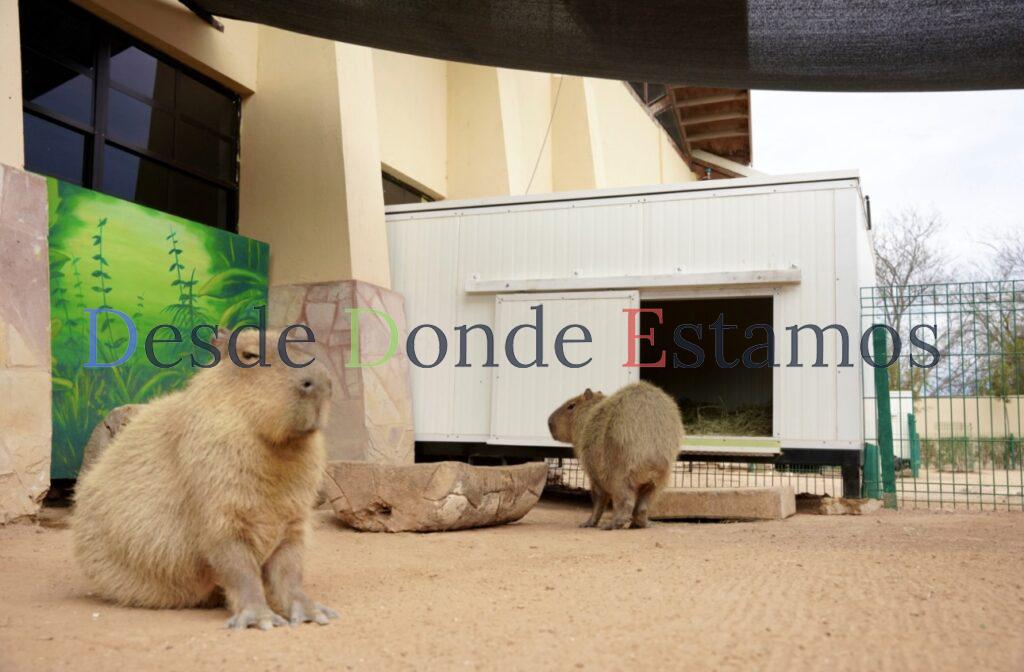 Zoológico de Nuevo Laredo refuerza medidas de protección animal