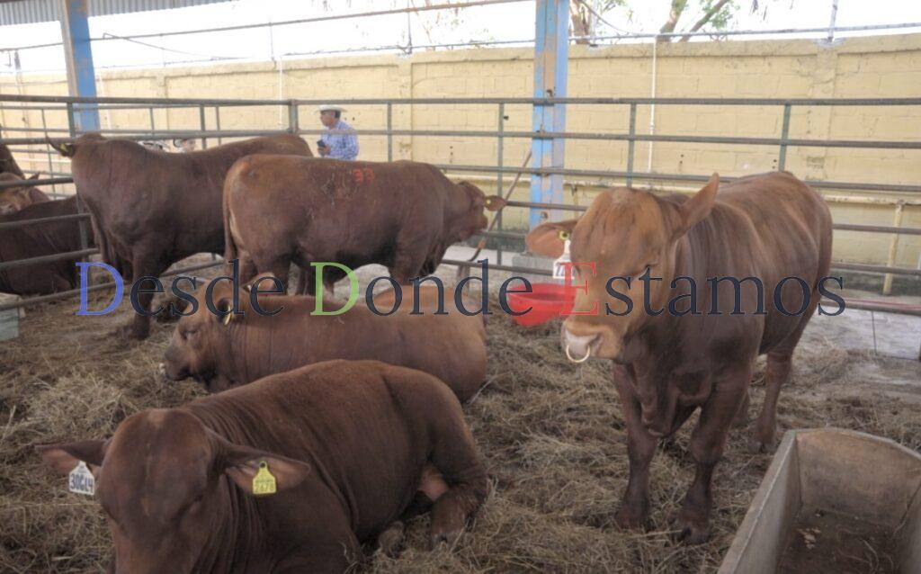 Reforzarán vigilancia y revisiones de ganado