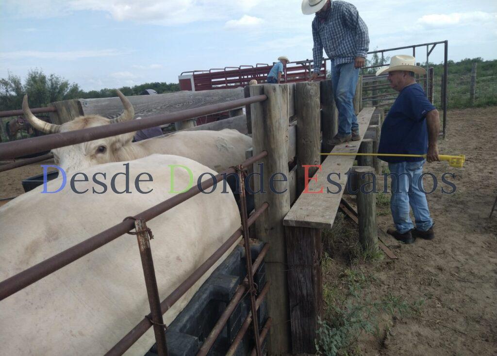 Refuerzan acciones de vigilancia sanitaria en apoyo a ganaderos