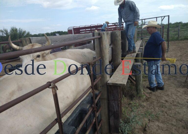 Refuerzan acciones de vigilancia sanitaria en apoyo a ganaderos