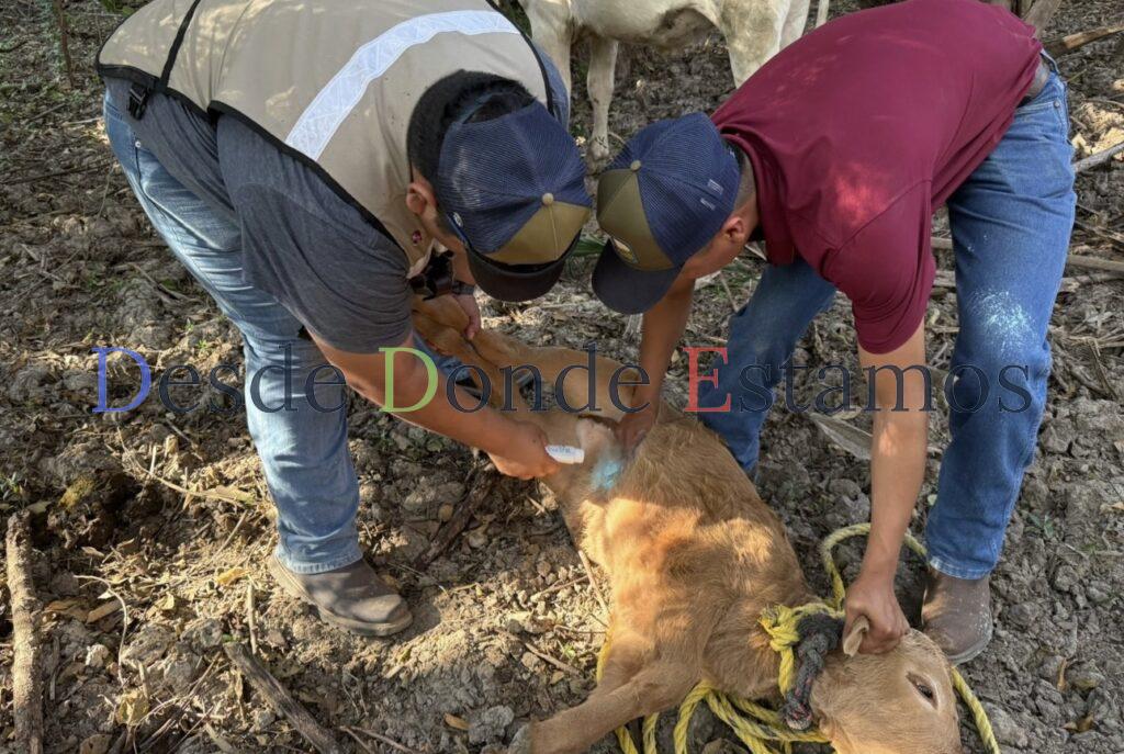 Continuarán registrándose casos de gusano barrenador