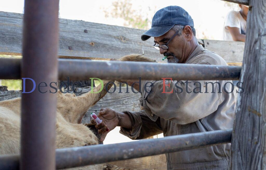 Invitan a ganaderos a aprovechar programa gratuito de sanidad animal