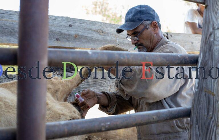 Invitan a ganaderos a aprovechar programa gratuito de sanidad animal