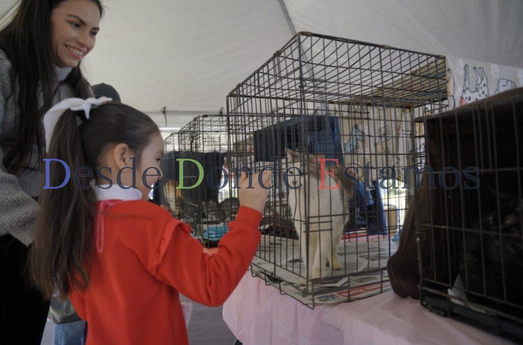 Invitan a Feria de Adopción es canina y felina