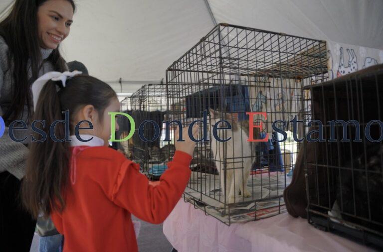 Invitan a Feria de Adopción es canina y felina