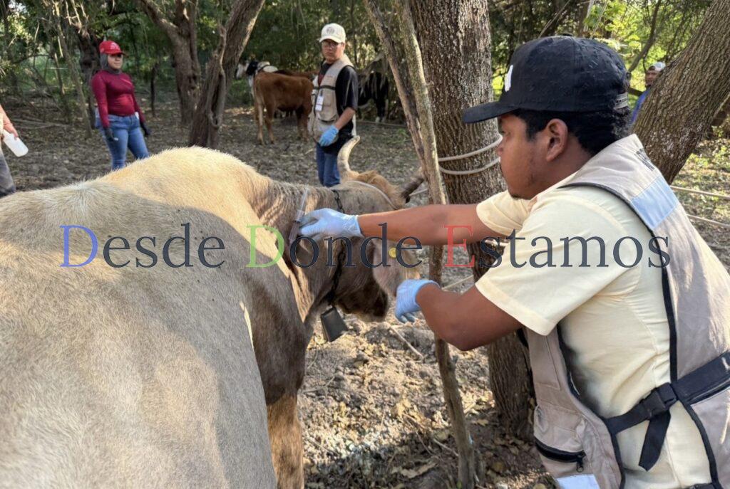 Cercan colindancia de González con otros municipios por gusano barrenador