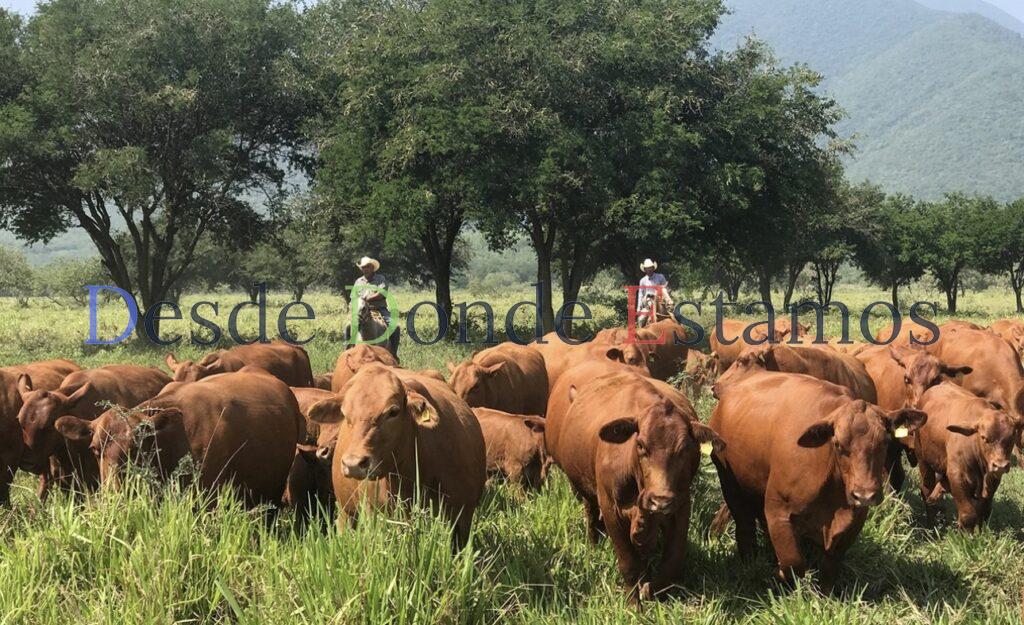 Exportación de becerros hacia EU será gradual: CNG