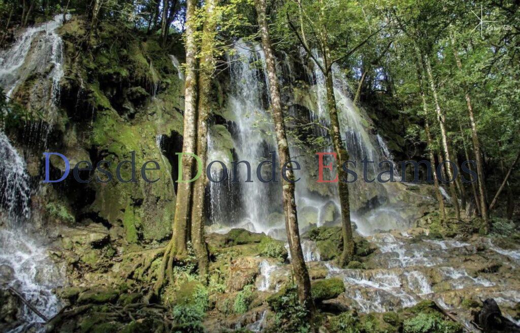 Reforestaran biosfera de El Cielo con 10 mil arboles