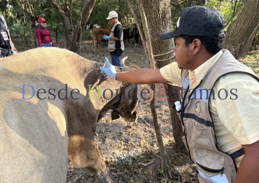 Instalan ocho puntos de revisión e inmovilización de ganado