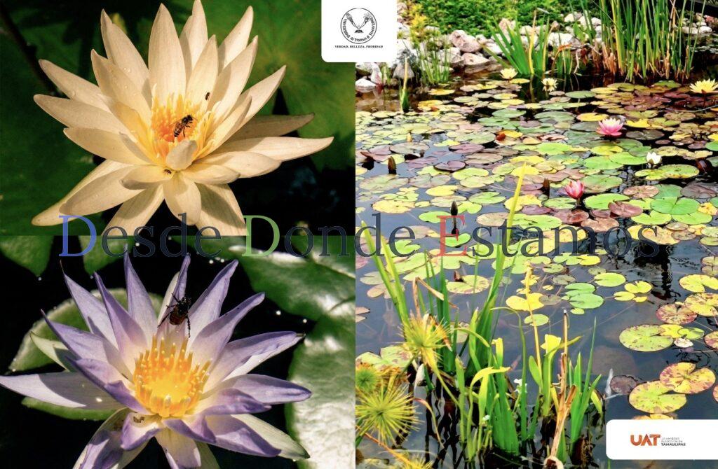 Colabora UAT en conservación de humedales y ecosistemas acuáticos