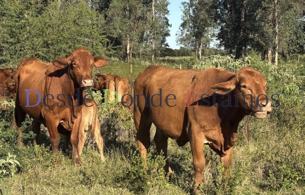 Refuerza Tamaulipas blindaje sanitario para proteger al sector ganadero