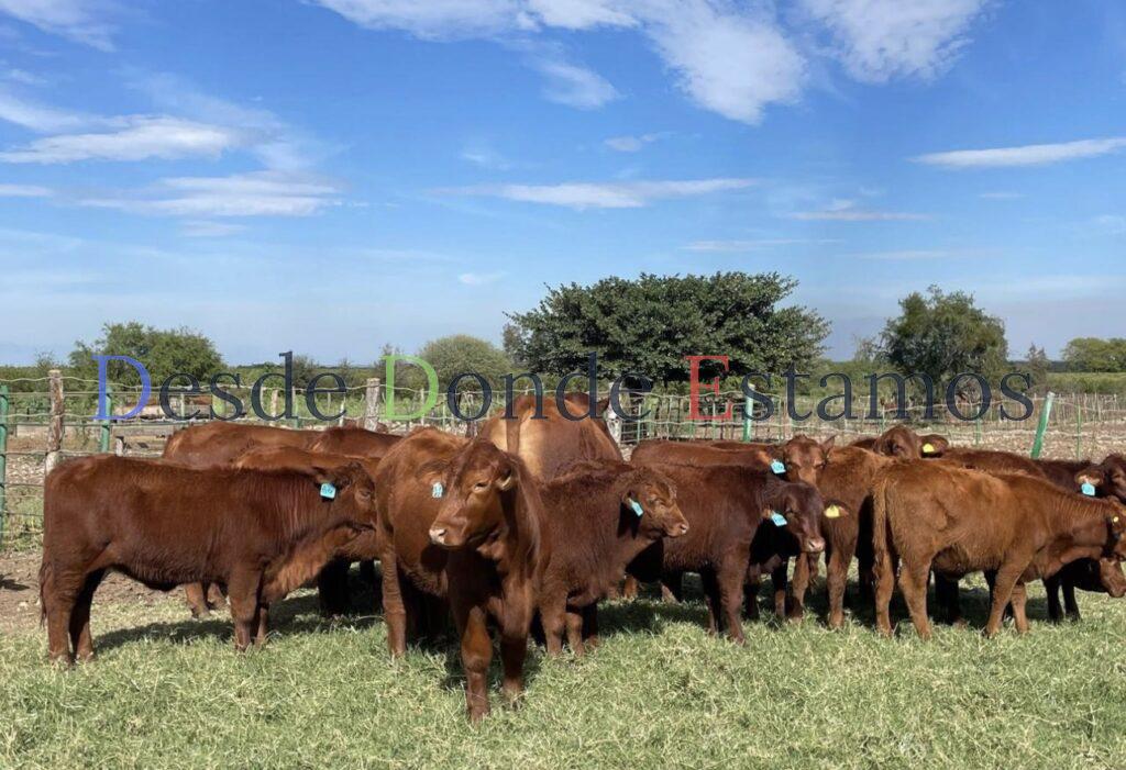 Venden productores ganado para engorda nacional a precio de EU