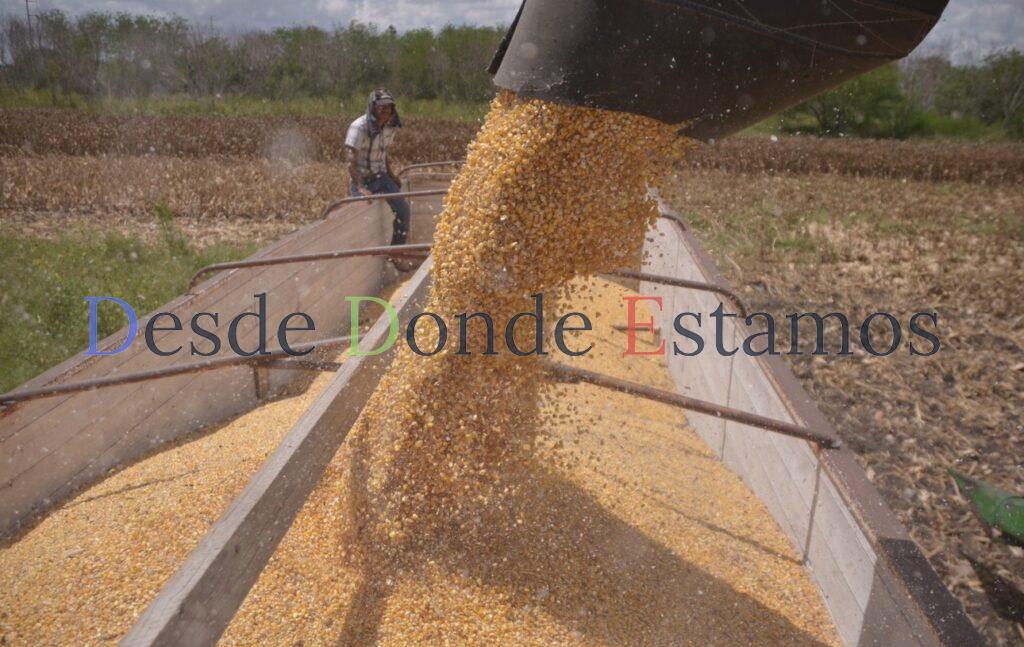 En riesgo de perderse 38 mil toneladas de maíz