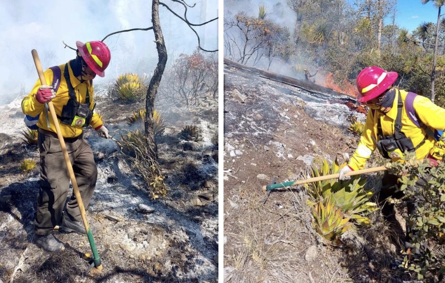Afectadas 250 hectáreas en Miquihuana por siniestro forestal