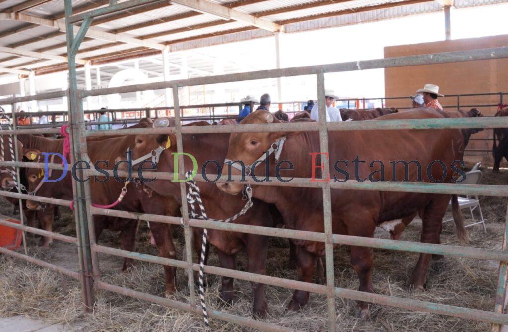 Ganadería no padece sequía, a diferencia de la agricultura