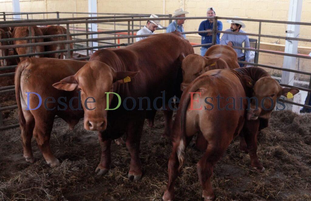 Cierran paso del gusano barrenador hacia la zona norte