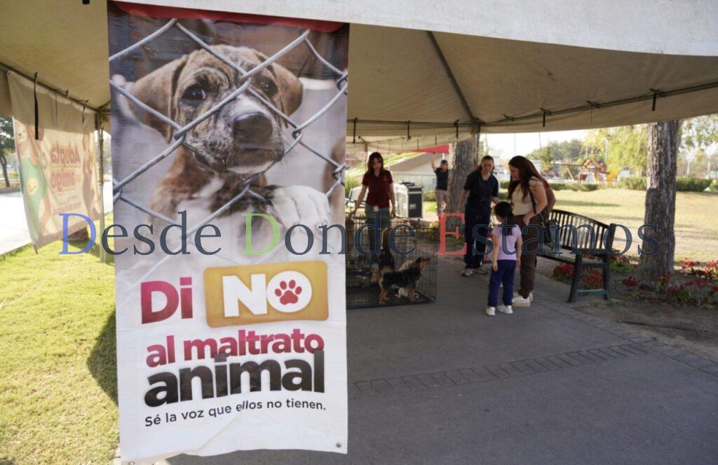 Invitan a Feria de Adipciones para dar un hogar a perros y gatos rescatados