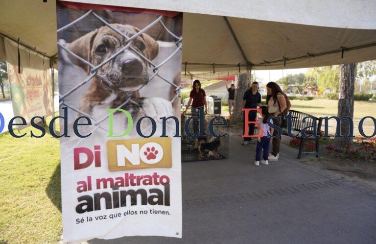 Invitan a Feria de Adipciones para dar un hogar a perros y gatos rescatados