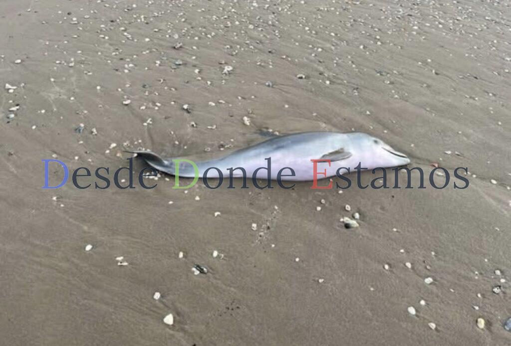 Matanza de delfines, los usan de carnada