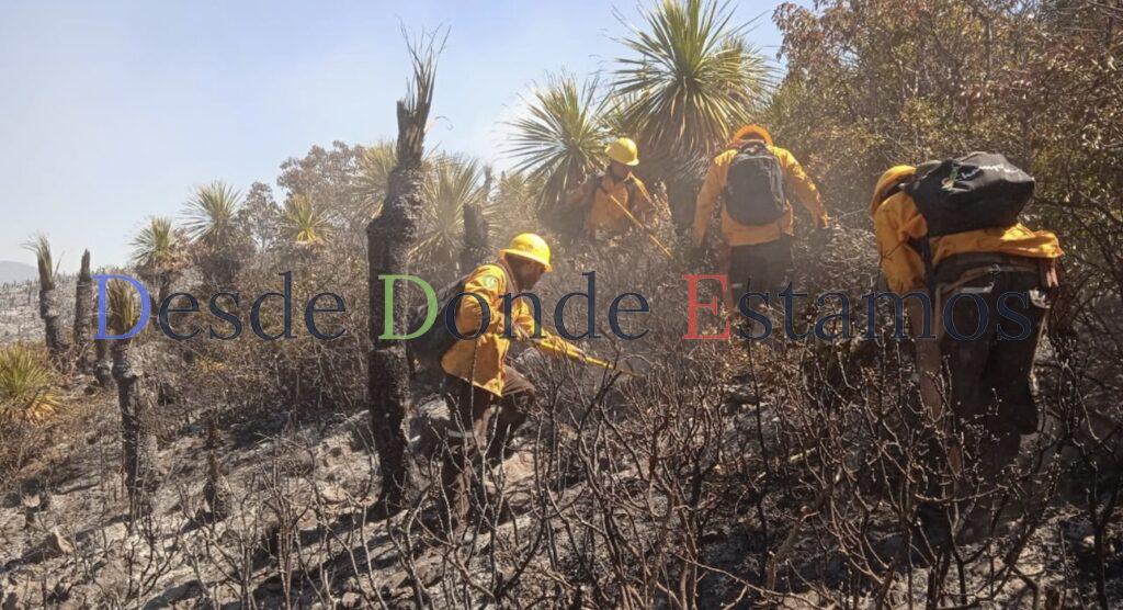 Zona afectada por incendio forestal se recuperará en dos años