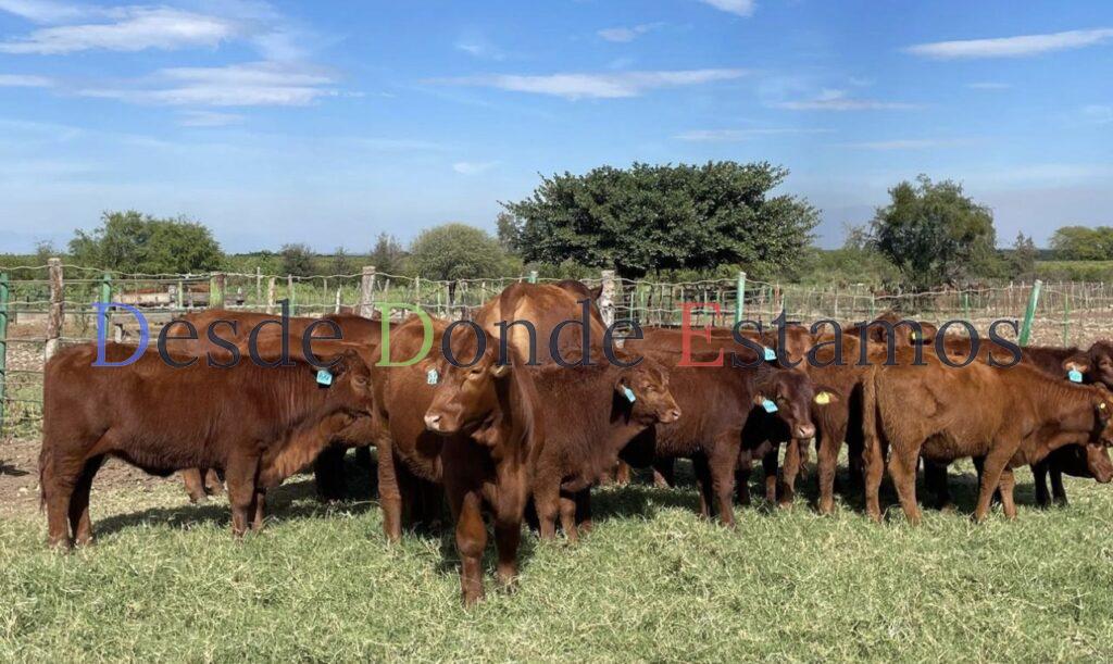 Les va mejor a los ganaderos que a los agricultores: UGRT