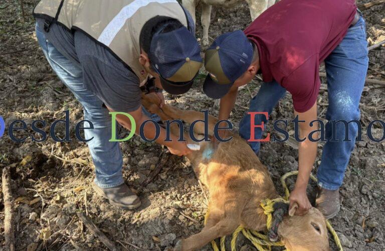 Casos de gusano barrenador no están fuera de control en Tamaulipas