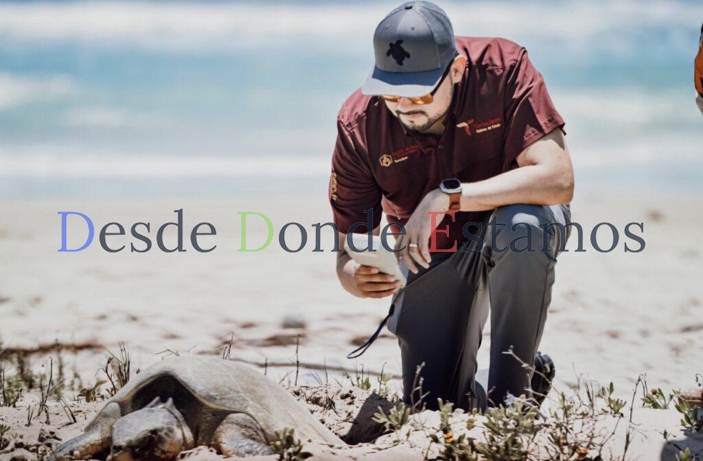 Preparan operativos en playas por arribo de tortugas durante Semana Santa