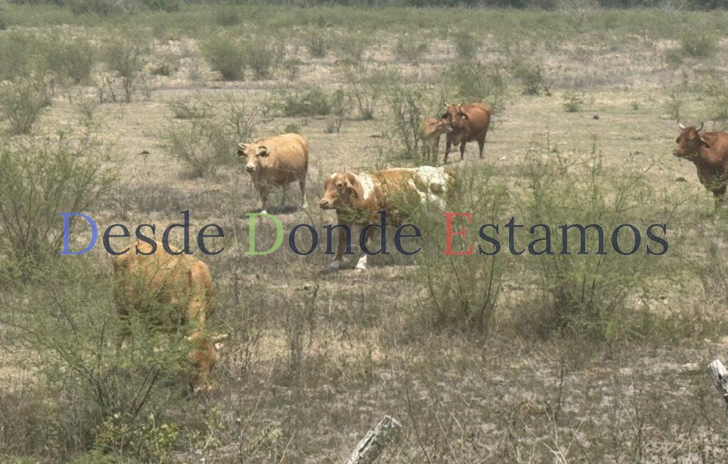 No se observa panorama de sequía para la ganadería