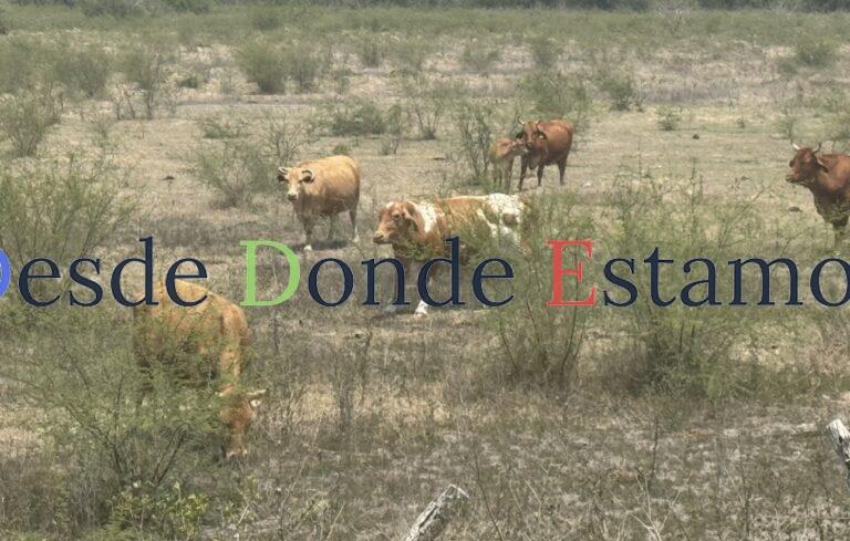 No se observa panorama de sequía para la ganadería