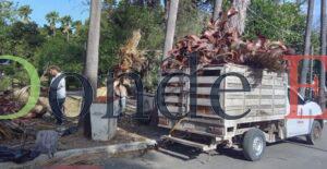 Activa Municipio operativo de limpieza y prevención por fuertes vientos en Victoria