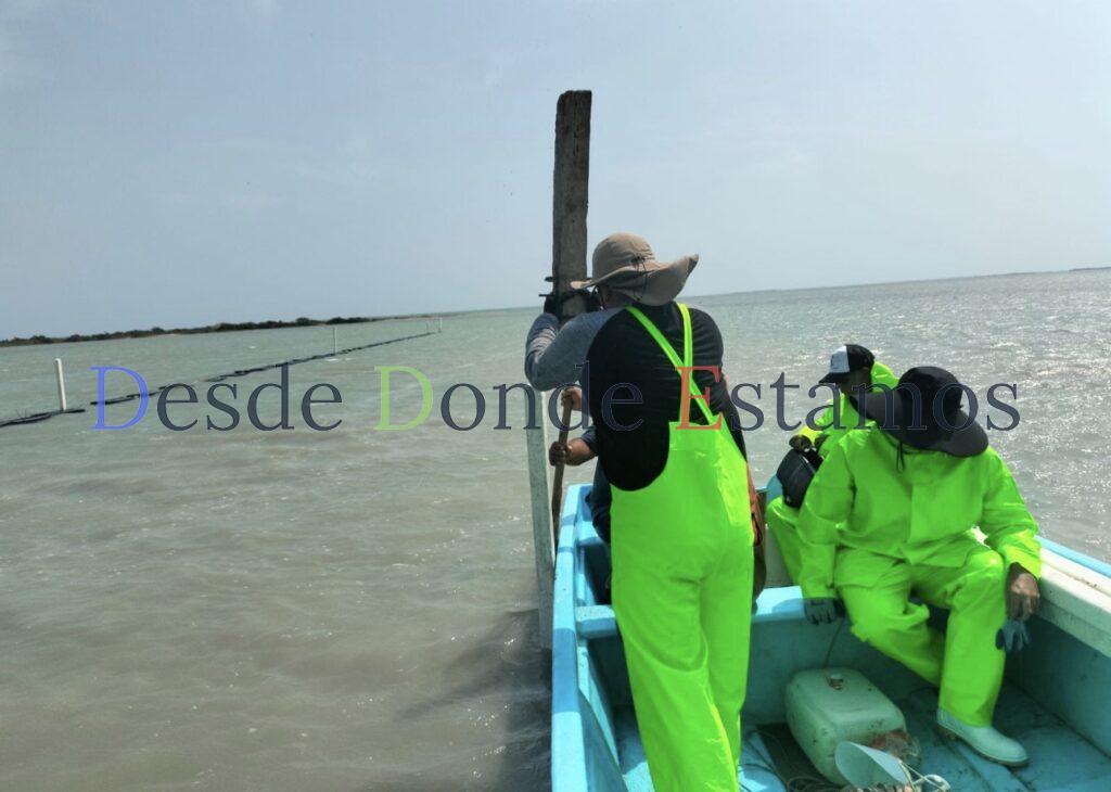 Impulsan desarrollo de granjas de ostión en Aldama y San Fernando