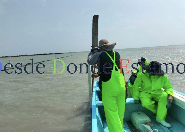 Impulsan desarrollo de granjas de ostión en Aldama y San Fernando