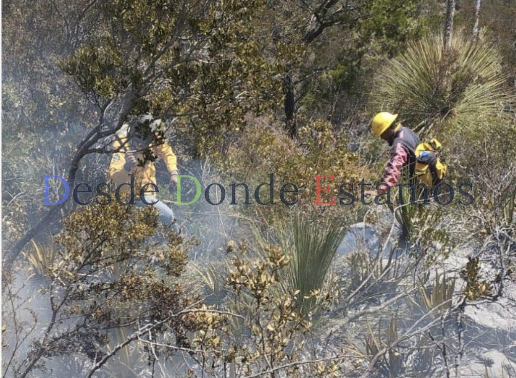 Continúan labores para el control y liquidación de incendio forestal en el Cerro El Tepozán