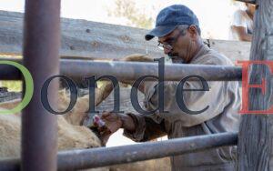 San Luis Potosí y Veracruz deben contener el gusano barrenador
