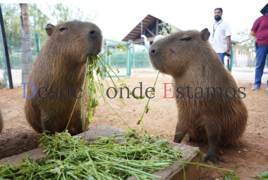Invitan a disfrutar Semana Santa en el zoológico y acuario de Nuevo Laredo